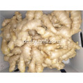 250 g luftgetrockneter Ingwer